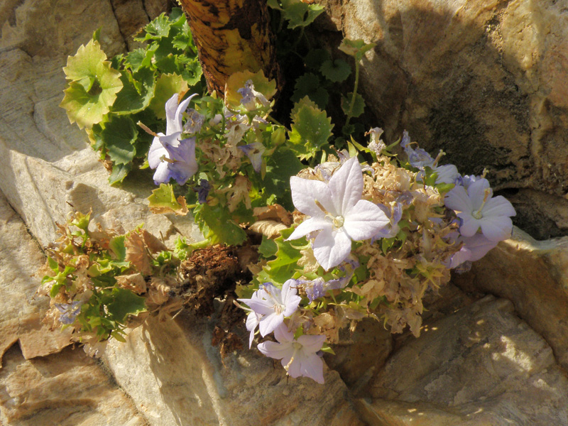Campanula isophylla / Campanula di Capo Noli